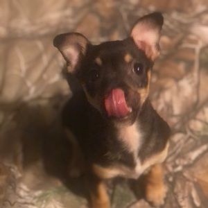 Meet your Posher, Brandy